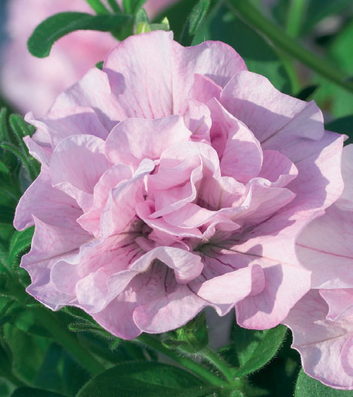 Петуния Сурфиния Дабл Пинк